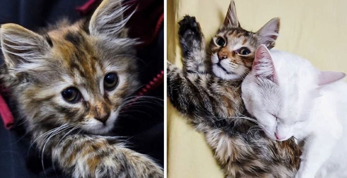 Family Tried to Find Kitten a Home But Their Cat Had Another Idea