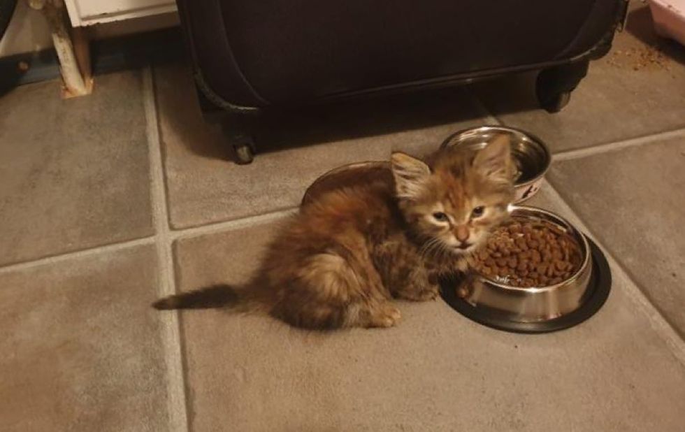 stray kitten, eating food