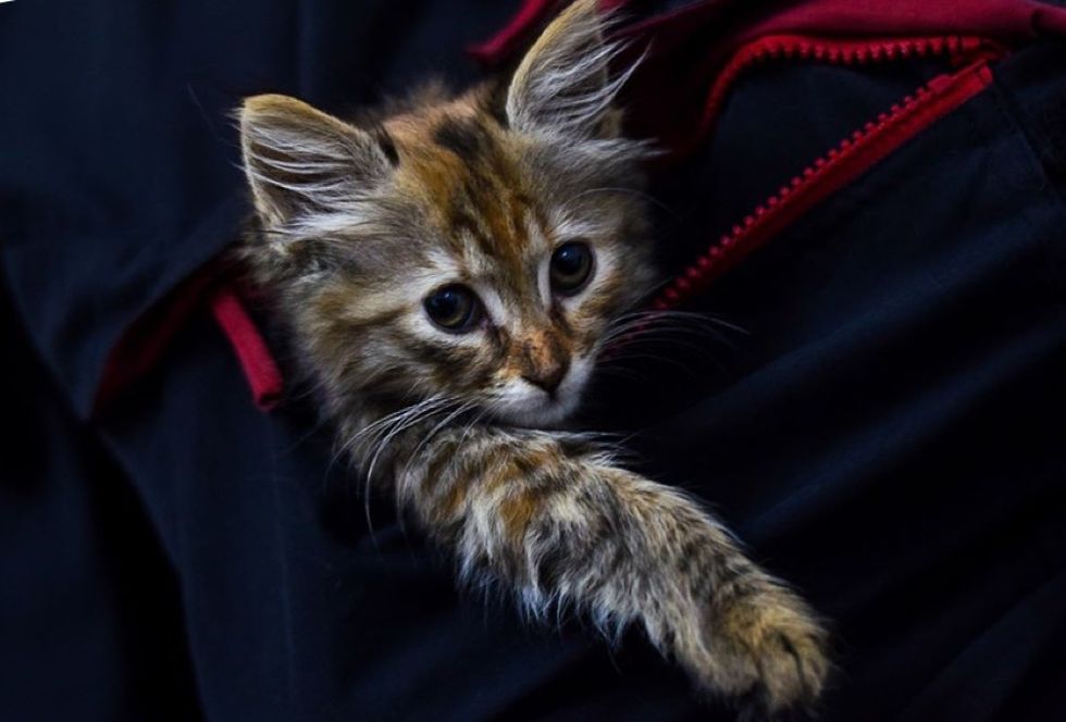 kitten, tucked in, cute