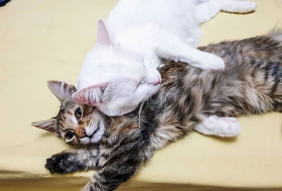 kitten, cat, cuddles, best friends