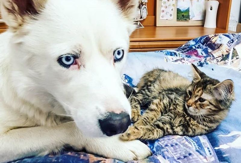 husky dog, cute kitten