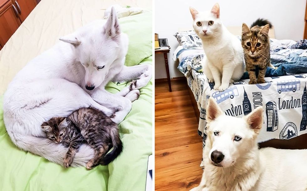 dog, cat, kitten, best friends