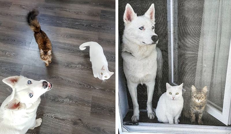 dog, cat, kitten, best friends