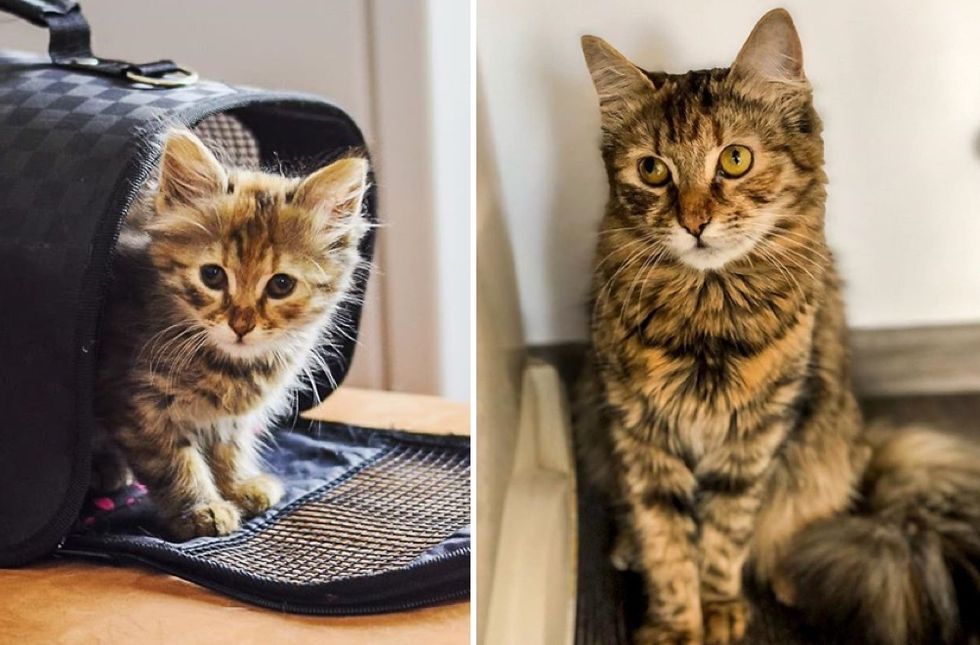 tabby cat, kitten, then and now