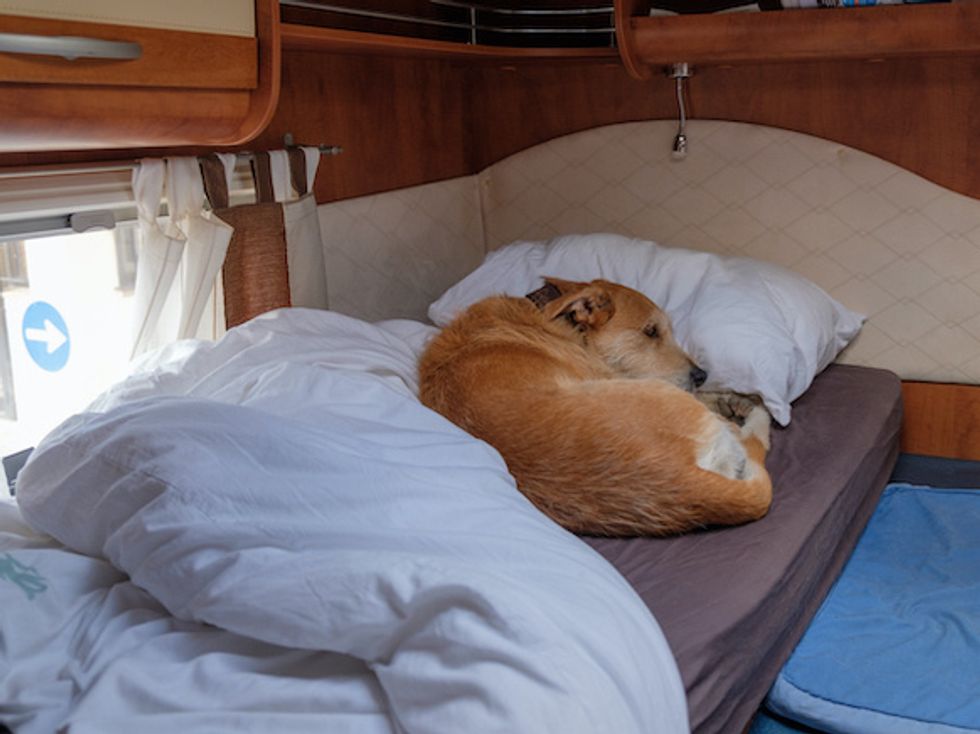 brown dog lays secretly in bed while camping
