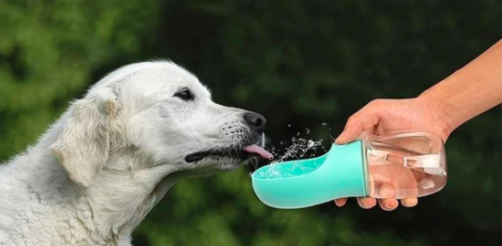 A dog drinking from a portable water bowl