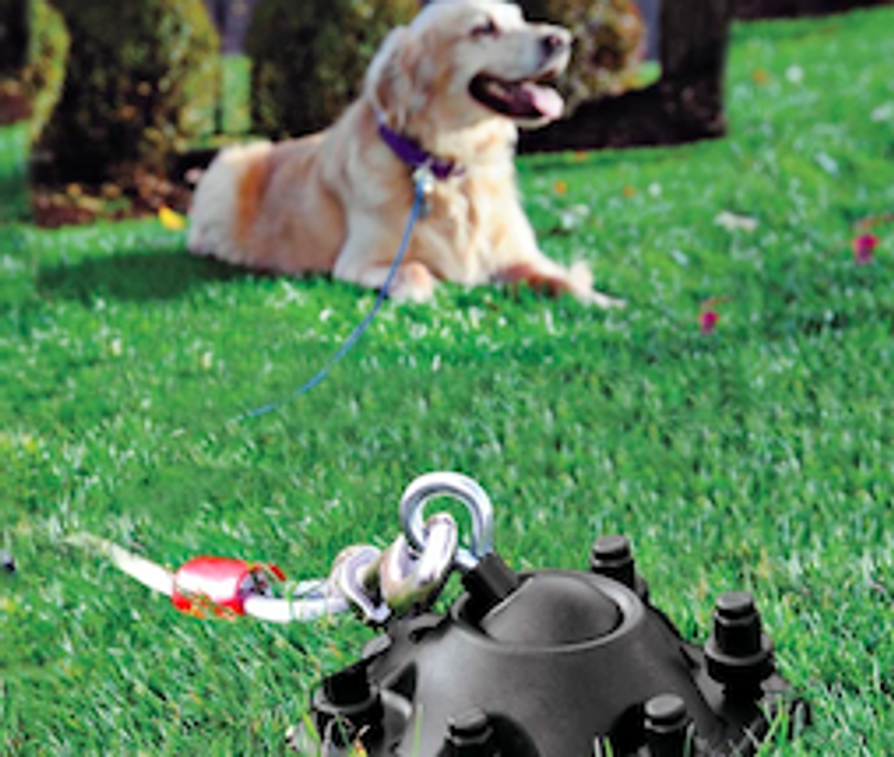 A dog attached to a 360-degree swivel and tether