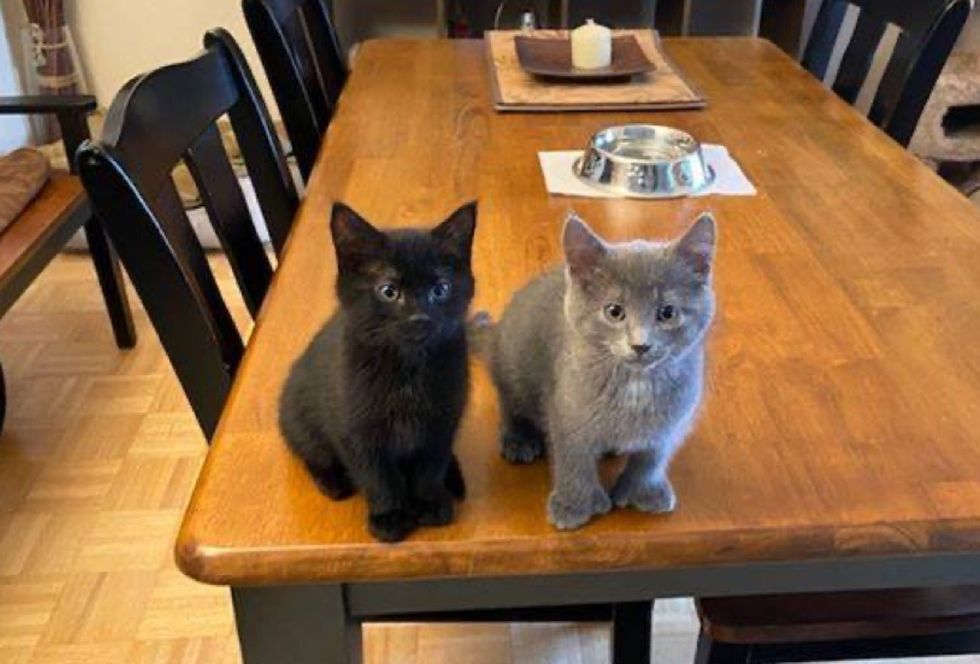 cute kittens, table