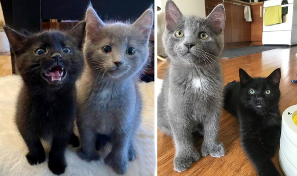 best friends, kittens, polydactyl