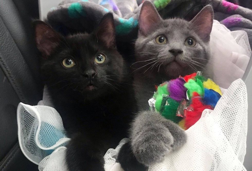 best friends, kittens, polydactyl