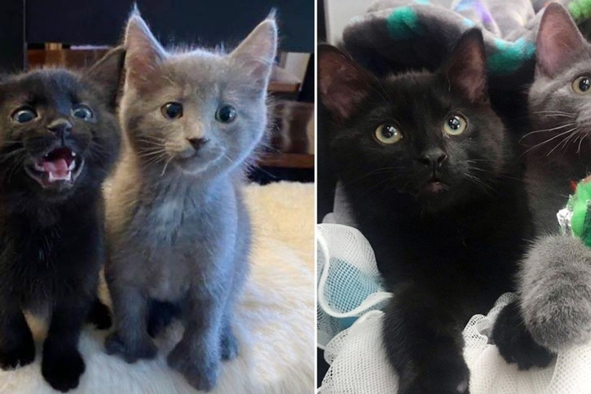 Kittens Found Outside Together Have Their Dream Come True
