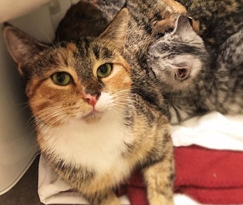 tortoiseshell ticked tabby tortoiseshell ticked tabby