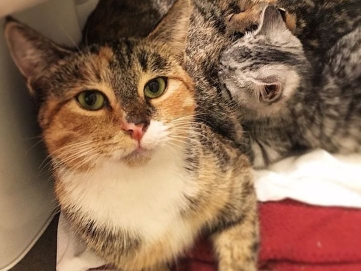 How To Tell Difference Between Calico Tortie Torbie Tabby Cats And how-to-tell-difference-between-calico-tortie-torbie-tabby-cats-and