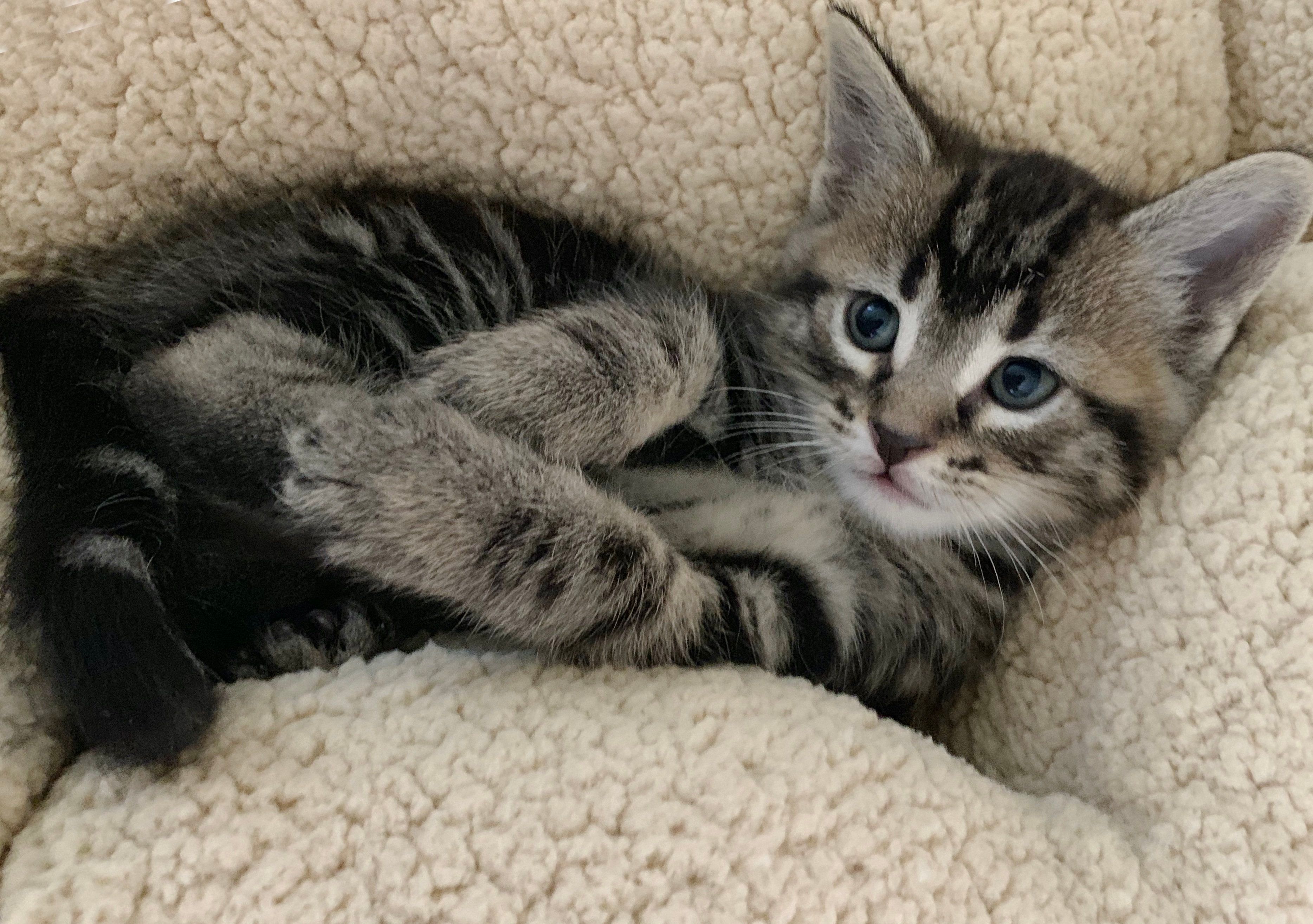 mackerel tabby kitten