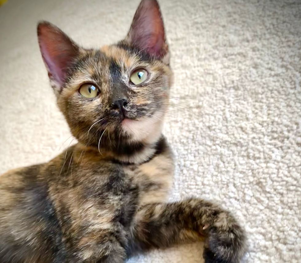 Tortoiseshell Tabby Cat