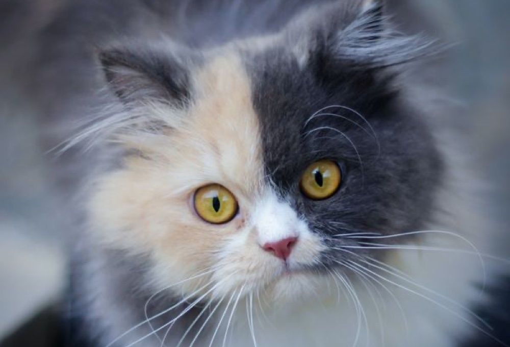 Black and gray calico clearance cat