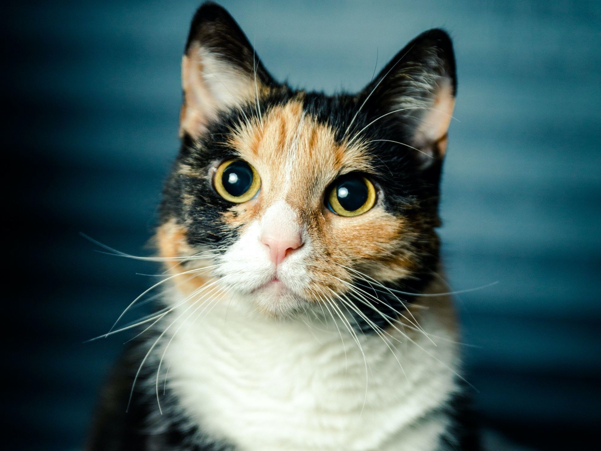 tabby calico cat with