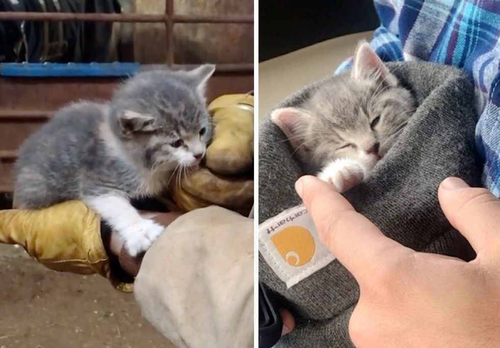 kitten, barn, cuddles