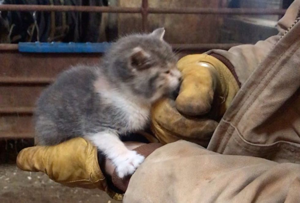kitten, barn, cuddles