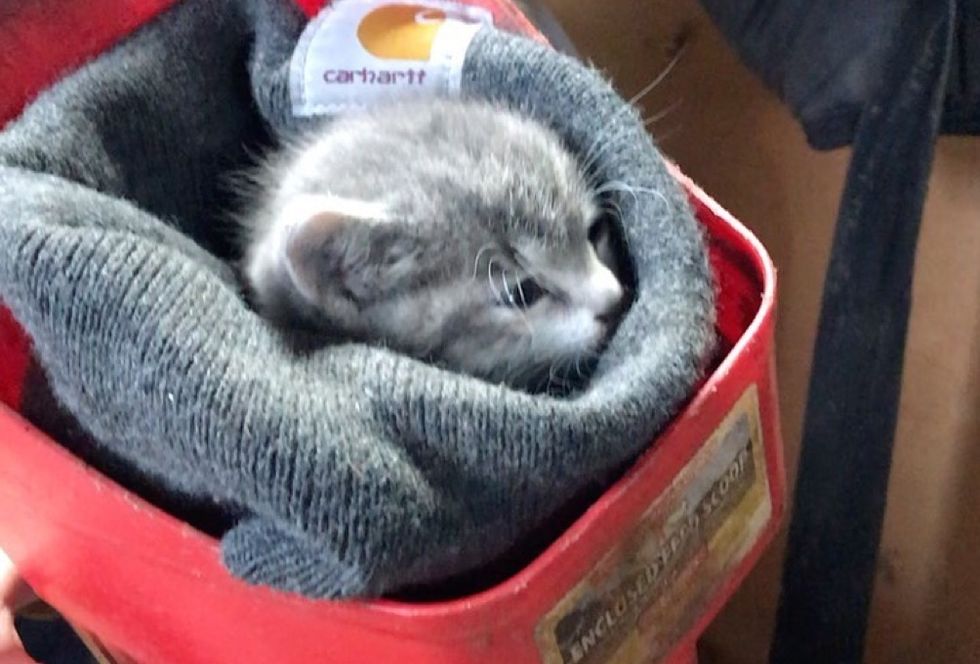 kitten, barn, cuddles, purrito