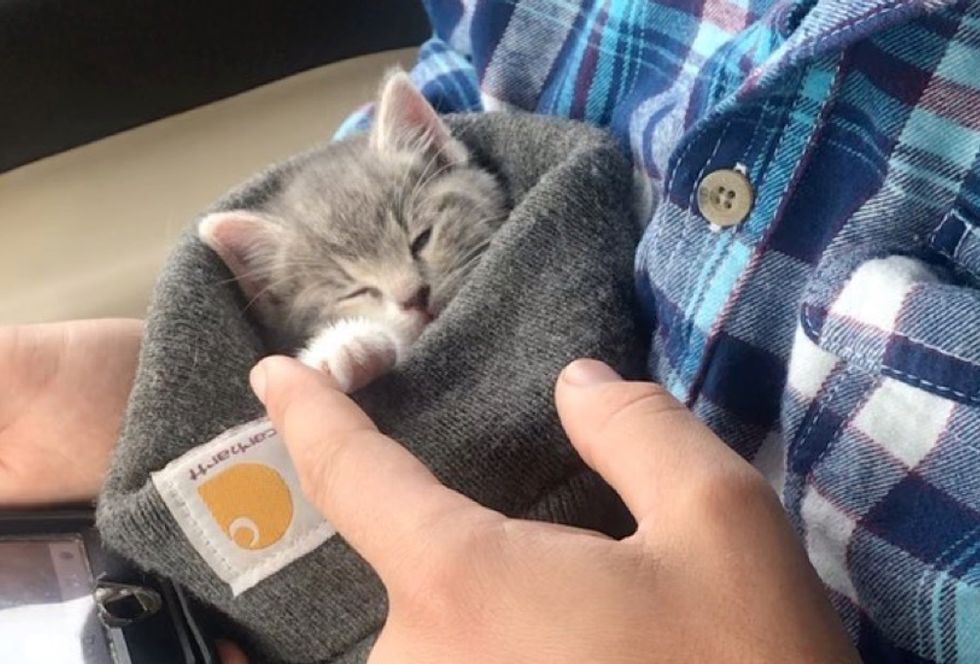 kitten, beanie, cuddles