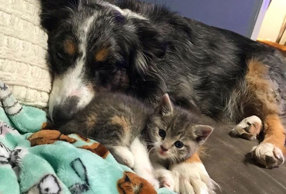 kitten, dog, cuddles