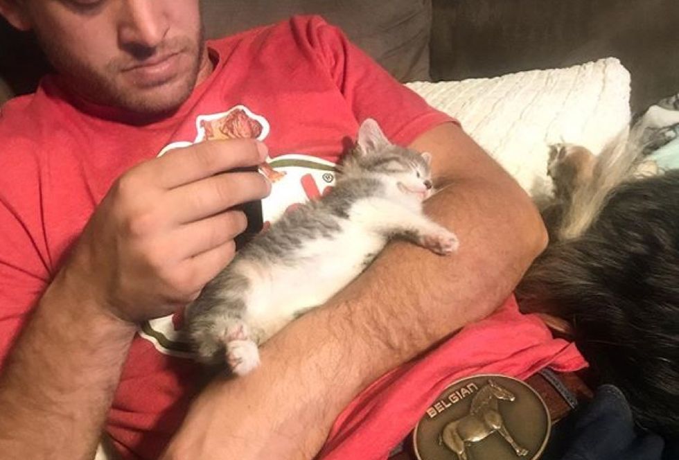 cuddles, cute kitten