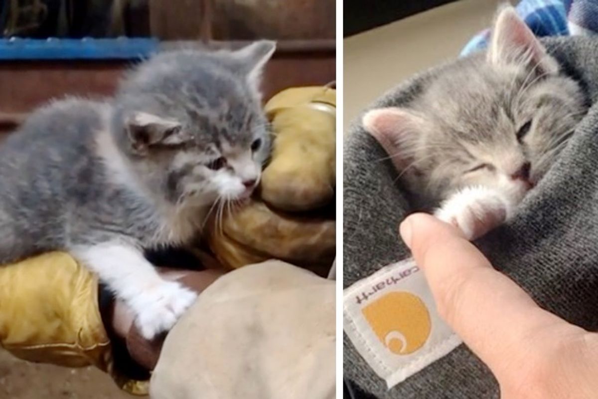 Kitten Wandered Up to Couple in a Barn and Insisted on Going Home with Them