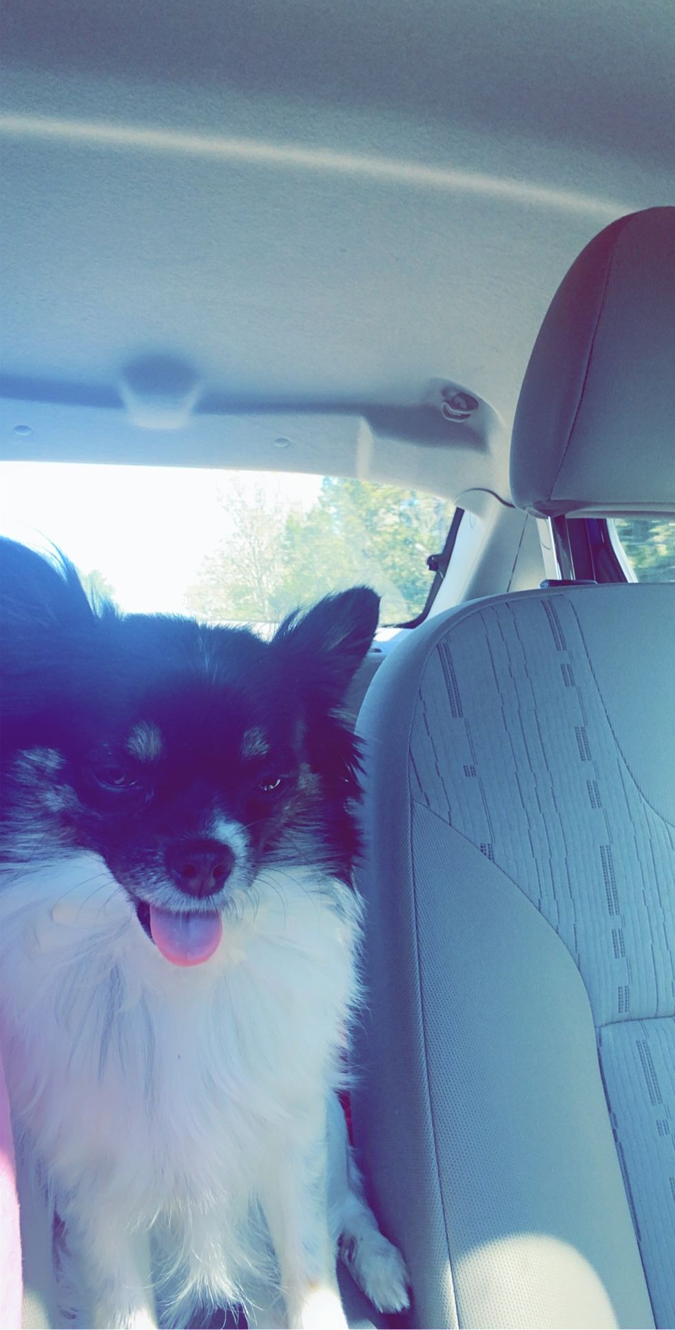 5 Reasons Dogs Are The Best Pets Ever