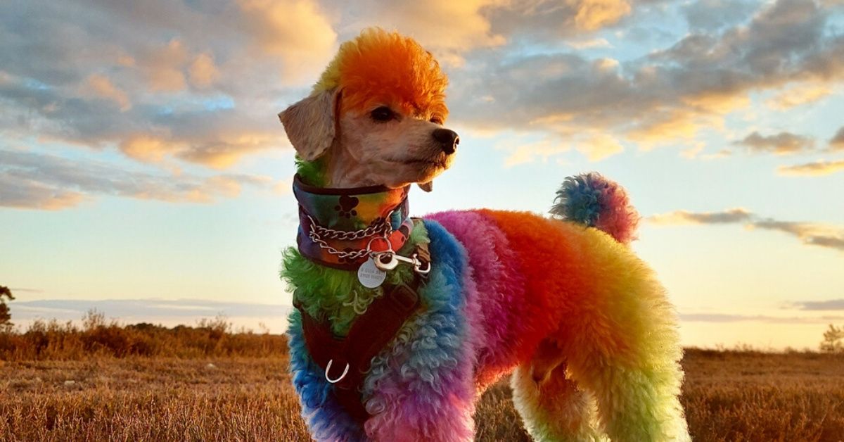 Dog Groomer Dyes Her Poodle Rainbow Colors In Support Of Essential Workers