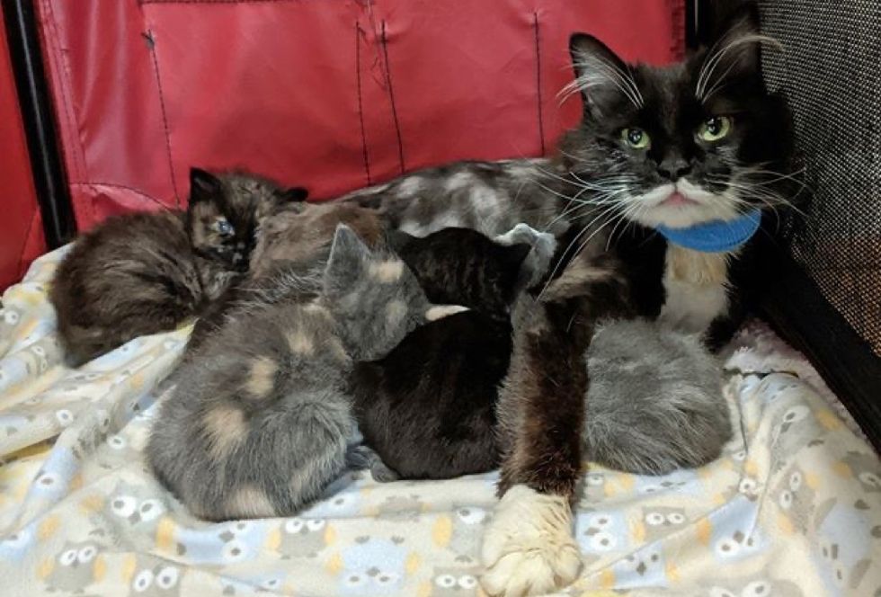cat mom, nursing kittens