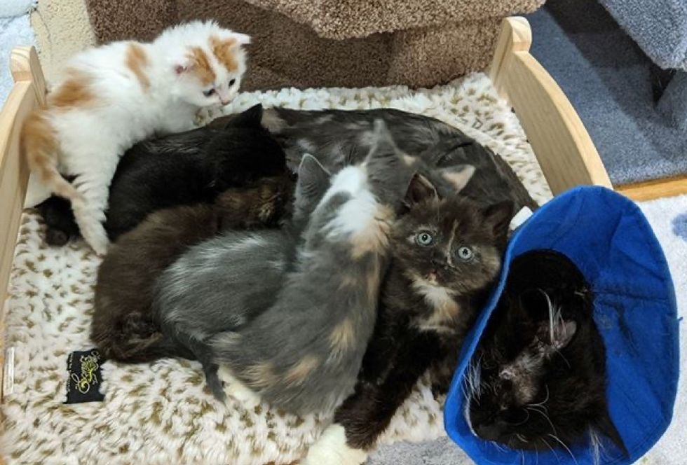 kittens, nursing, cat mom