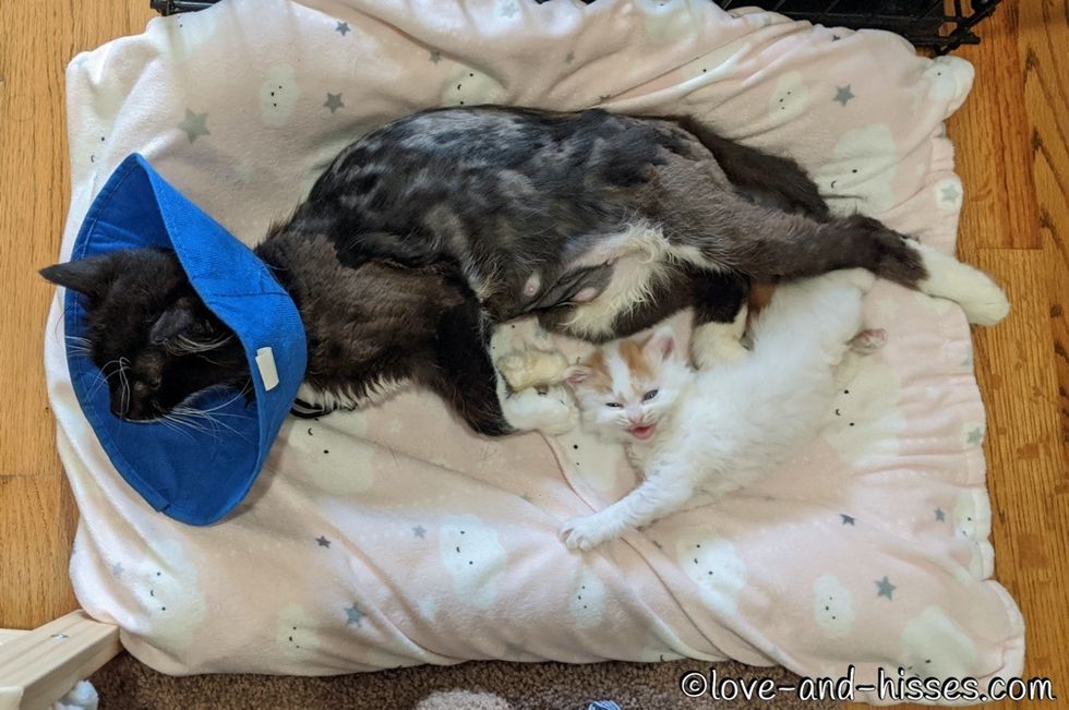 cuddles, kitten, cat mom
