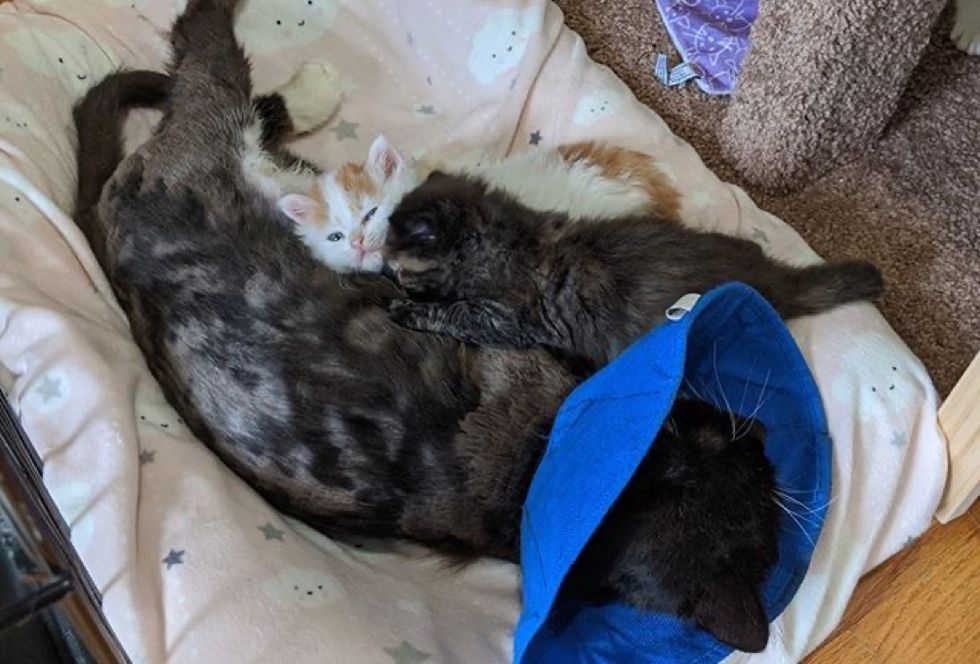 kittens, snuggle