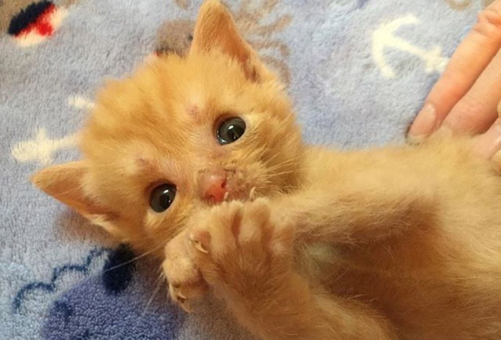 ginger kitten, paws