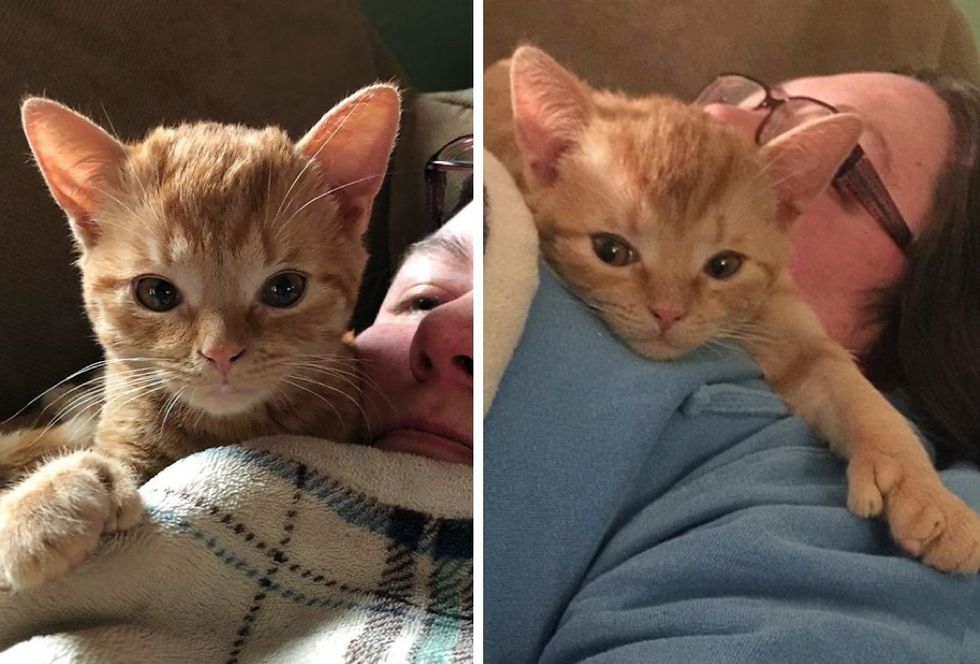 ginger kitten, cuddles