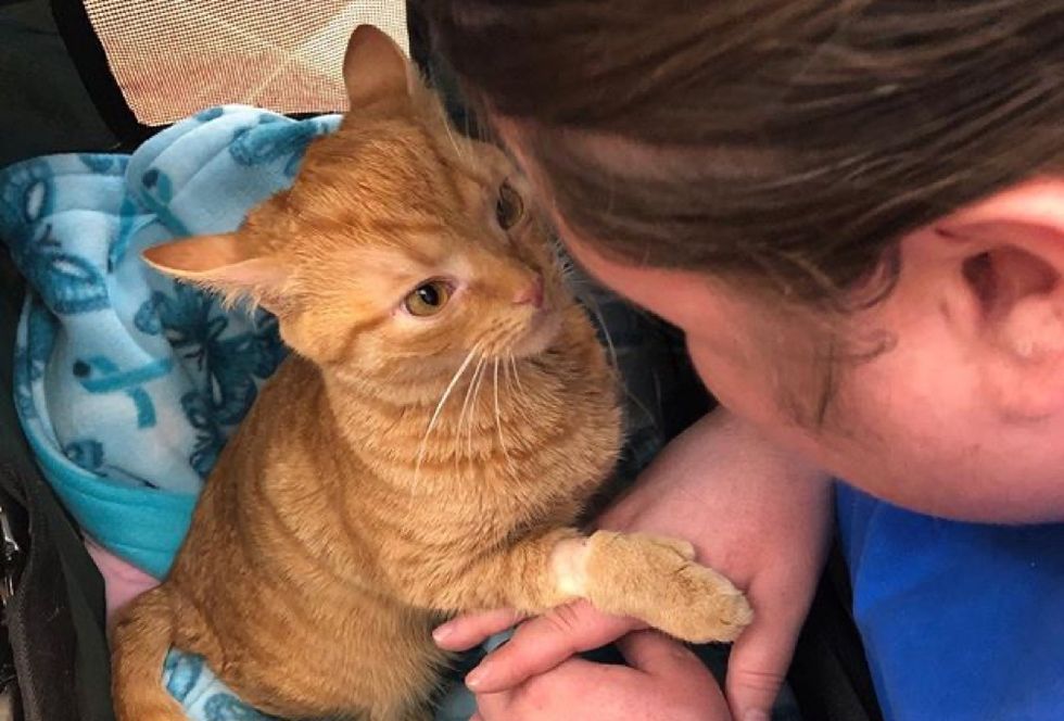 ginger kitten, holding hands, paws