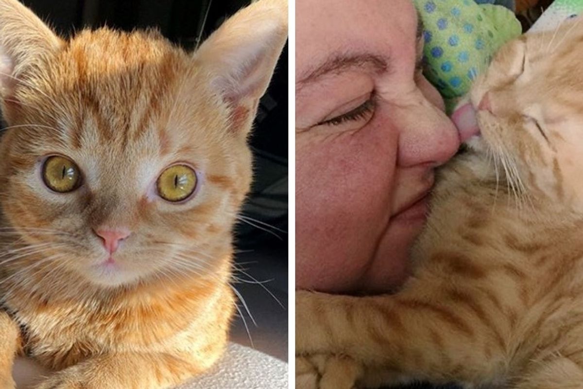 Kitten with Extra Toes and Strong Will Found the Perfect Place to Call Home