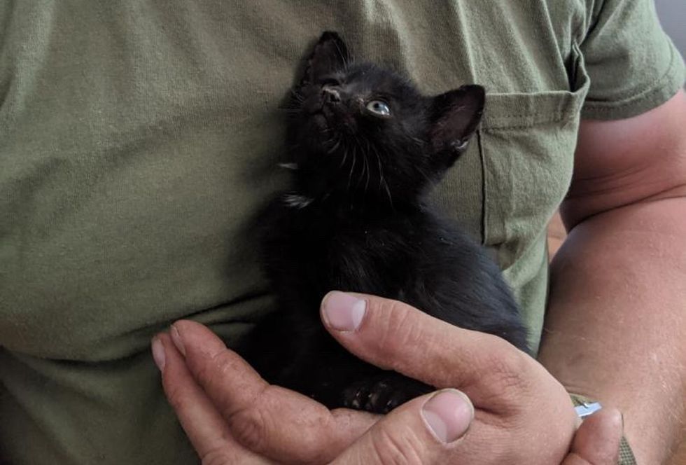 cuddly kitten, palm-sized kitty