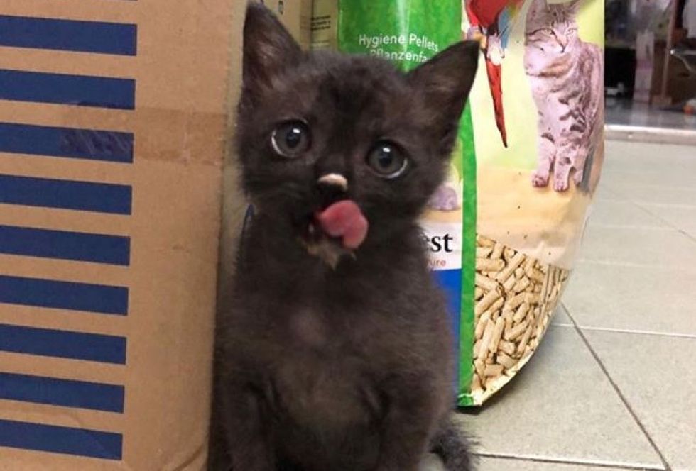 cute kitten, lick food