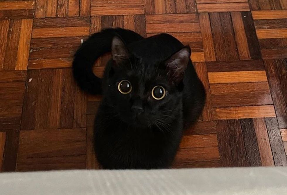 toothless, eyes, panther kitty, kitten, cat