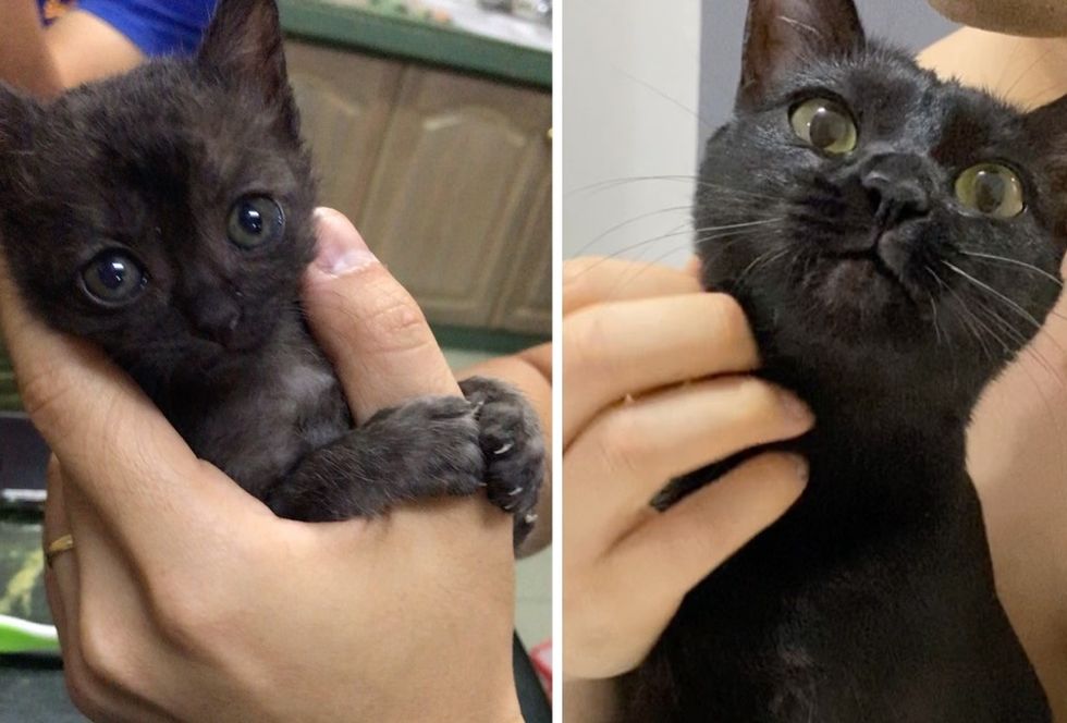 then and now, toothless, kitten, cat