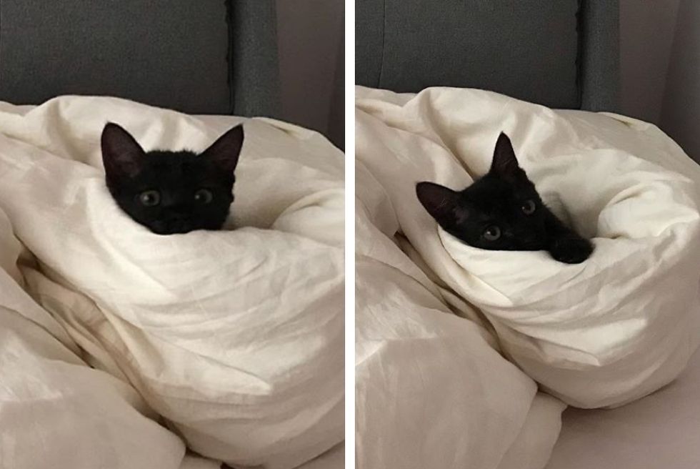 kitten, peekaboo, bed