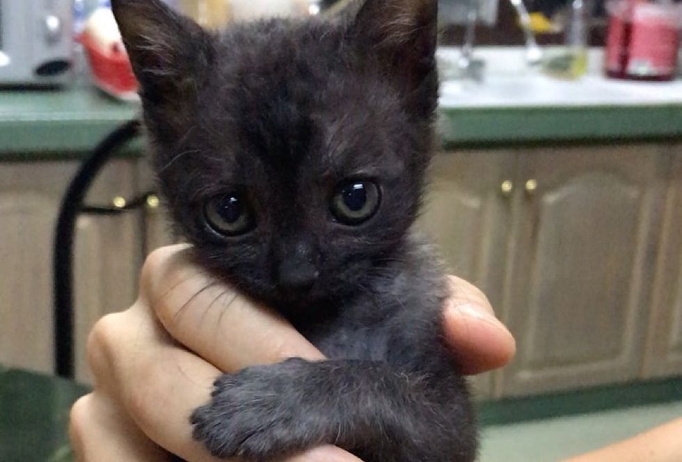 cute kitten, toothless