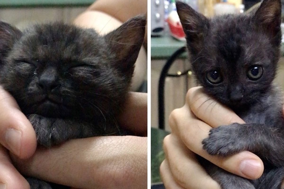 Kitten Found in Alley Cuddles Her Way into Family's Heart