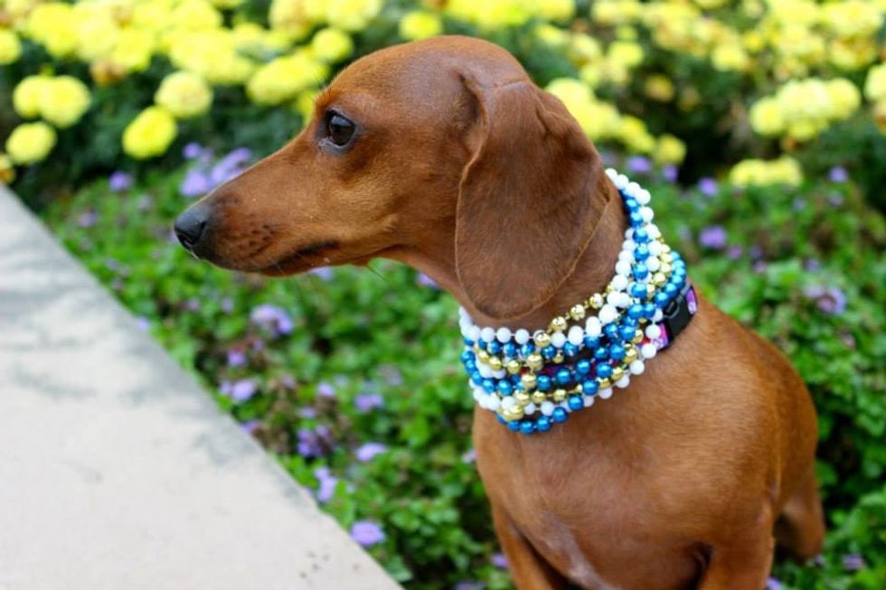 why-everyone-needs-a-wiener-dog