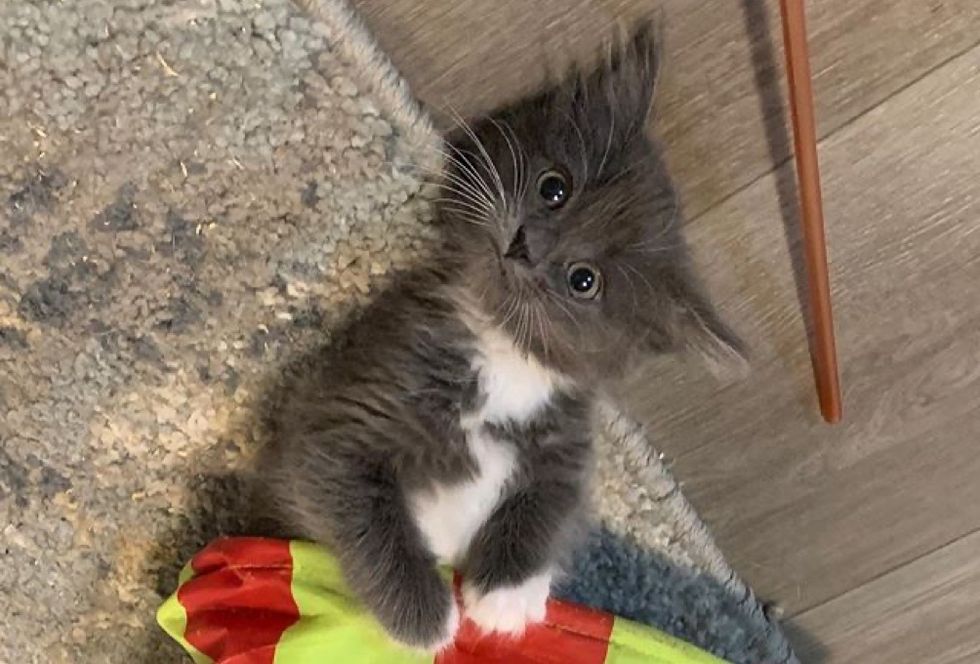 kitten, tuxedo
