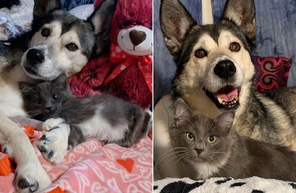 kitten, dog, best friends