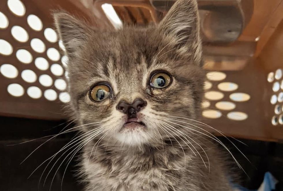 cute kitten, cleft nose, special