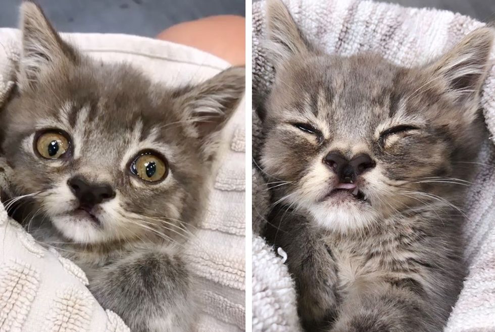 cute kitten, cleft nose, sleepy